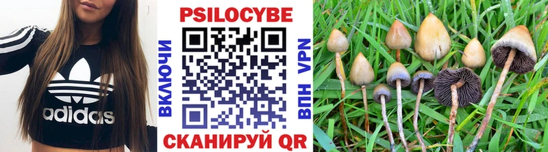 площадка формула Любим Псилоцибиновые грибы Psilocybe